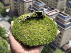 Realistic Moss Grassland Base Model Scene Display