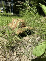 1/35 BUILT GERMAN E-100 SUPER HEAVY TANK WELL BUILT READY TO DISPLAY. SALE!!!