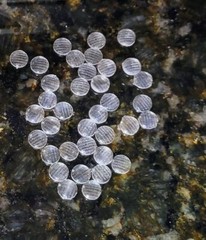 1/24th scale resin Clear headlight Lenses amt Lindberg Monogram Revell 1/25th #1