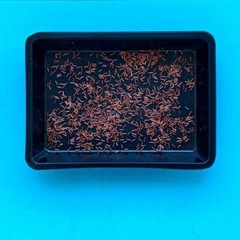 Diorama 1/35 WWII Machine Gun Ammo Shells Model Tank Military Scene Props Model
