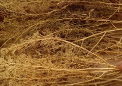 Scene Architectural DIY Model Sand Vegetation Thorns Quinoa Military Materials