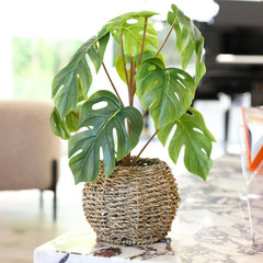 15 “H Artificial Split Leaf in 6” Basket 6X6X4. 25