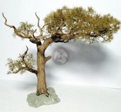 Cix Models 54mm 1/35 African Acacia Tree w/Leaves (Teloxys Aristata) CIXM54018