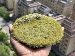 Realistic Moss Grassland Base Model Scene Display