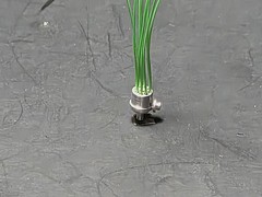 Scale Repro’s Plus 7006 1/24,1/25 8 Cyl. Distributor (Vac. Adv.)-Green Wire)
