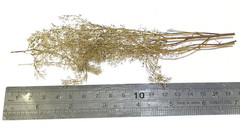 Scene Architectural DIY Model Sand Vegetation Thorns Quinoa Military Materials