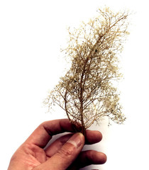 Scene Architectural DIY Model Sand Vegetation Thorns Quinoa Military Materials