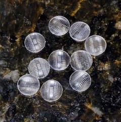 1/24th scale resin Clear headlight Lenses amt Lindberg Monogram Revell 1/25th #3