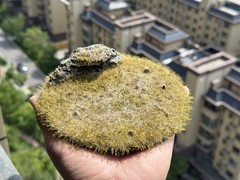 Realistic Moss Grassland Base Model Scene Display